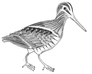 Snipe graphic Snipe graphic